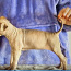 Голая Перуанская собака (фото #5)