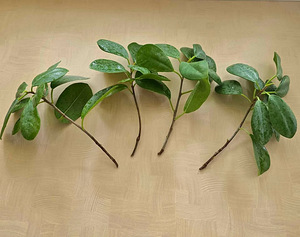 Ficus microcarpa 'Moclame' - värskelt lõigatud istikud. (1 foto / 2)