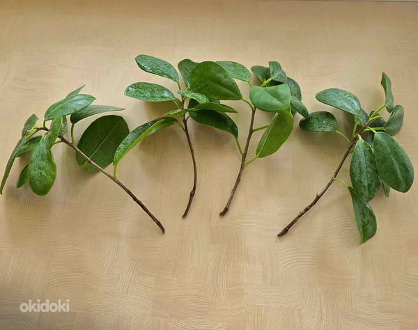 Ficus microcarpa 'Moclame' - värskelt lõigatud istikud.