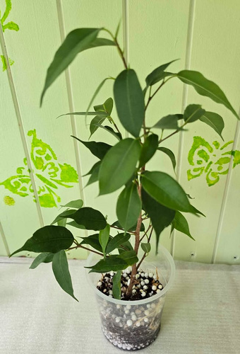 Фикус разных сортов.