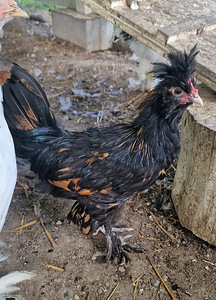 Продается Павловский петух (1 фото из 2)
