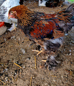 Müüa noored Braama kuked (3 foto / 3)