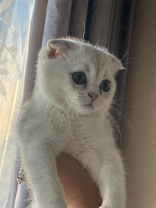 Шотландский (3 фото из 3)