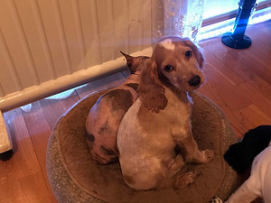 Krievu medību spanielu kucēni (4 foto no 8)