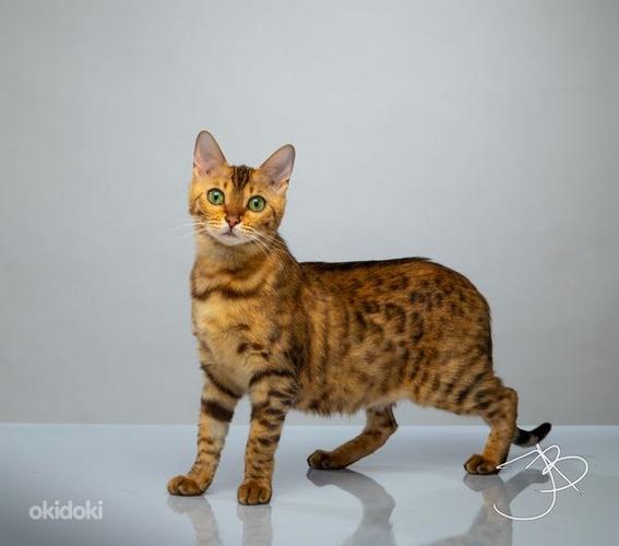 Молодая бенгальская кошка (фото #1)