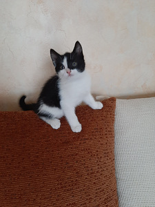 Продам котят (1 фото из 1)
