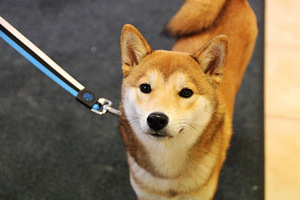 Shiba inu ootab peigmeest (2 foto / 5)