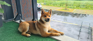 Shiba (1 фото из 3)
