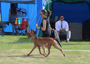 Pharaoh Hound puppies (2 valokuva sivusta 3)