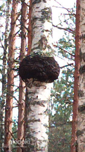 Chaga Kase seen!