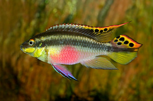 Pelvikakroomis pulcher (papagoitsiklid) (1 foto / 2)