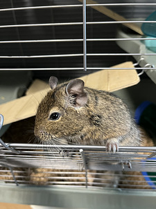 Degu (deegu/ Tšiili oravad) (4 foto / 8)