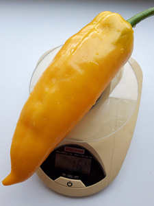 Paprika seemned 7 tk - CORNO DI TORRO (2 foto / 3)