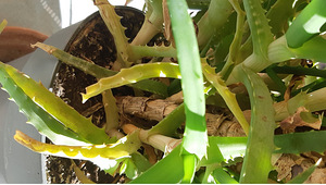 Aaloe Vera/ Aaloe (1 foto / 1)