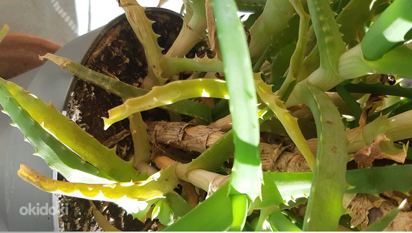 Aaloe Vera/ Aaloe