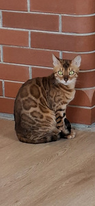 Bengali kassipojad (6 foto / 6)