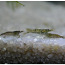 Akvaariumi krevett Neocardina (foto #1)