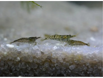 Akvaariumi krevett Neocardina