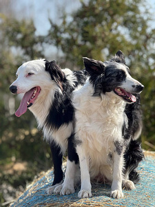 Tõutunnistuseta border-collie kutsikad. (9 foto / 10)