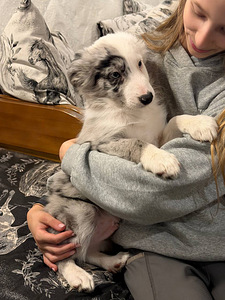 Tõutunnistuseta border-collie kutsikad. (10 foto / 10)