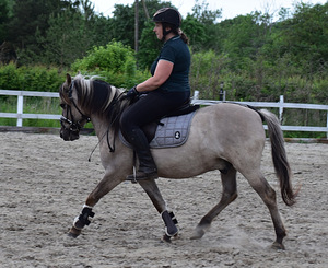 Poola konic ruun, sünd. 2017 (1 foto / 6)