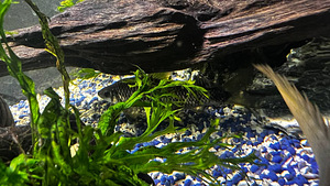 Продаю сетчатого водорослееда 2tk. (6 фото из 6)