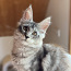 Котята Мейн Кун (фото #1)