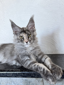 Maine-coon kassipojad (4 foto / 4)
