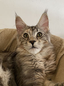 Maine Coon (5 foto / 6)