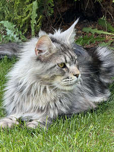 Maine coon (2 foto / 8)