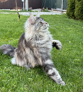 Maine coon (8 foto / 8)