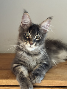 Maine coon kassipoeg