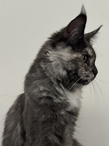 Maine coon emane (5 foto / 5)
