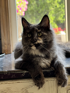 Maine coon (3 foto / 3)