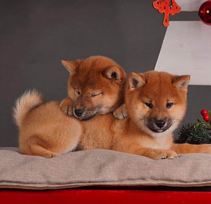 Shiba Inu kutsikad (9 foto / 10)