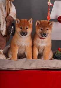 Shiba Inu kutsikad (10 foto / 10)