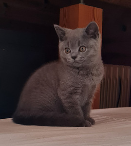 Briti kassipojad (1 foto / 3)