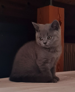Briti kassipojad (2 foto / 3)