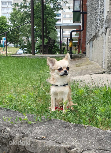 Chihuahua poiss (foto #2)