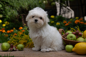 Maltese girl (2 foto / 3)