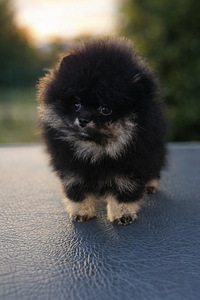 Pomeranian spits (6 foto / 6)
