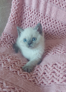 Briti kassipojad viimane kiisu! (1 foto / 5)