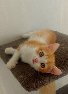 Шотландский котёнок (2 foto / 5)