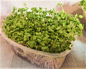 Microgreens.brokkoli, roheline hernes,sinep (2 foto / 2)