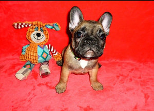 Franču buldoga kucēni (1 foto no 4)