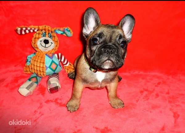 Franču buldoga kucēni