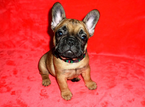 Franču buldoga kucēni (3 foto no 4)