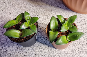Crassula Springtime (1 foto / 1)