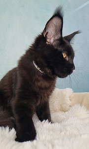 Maine Coon (1 foto / 10)