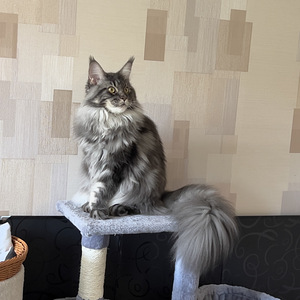 Maine Coon (1 foto / 6)